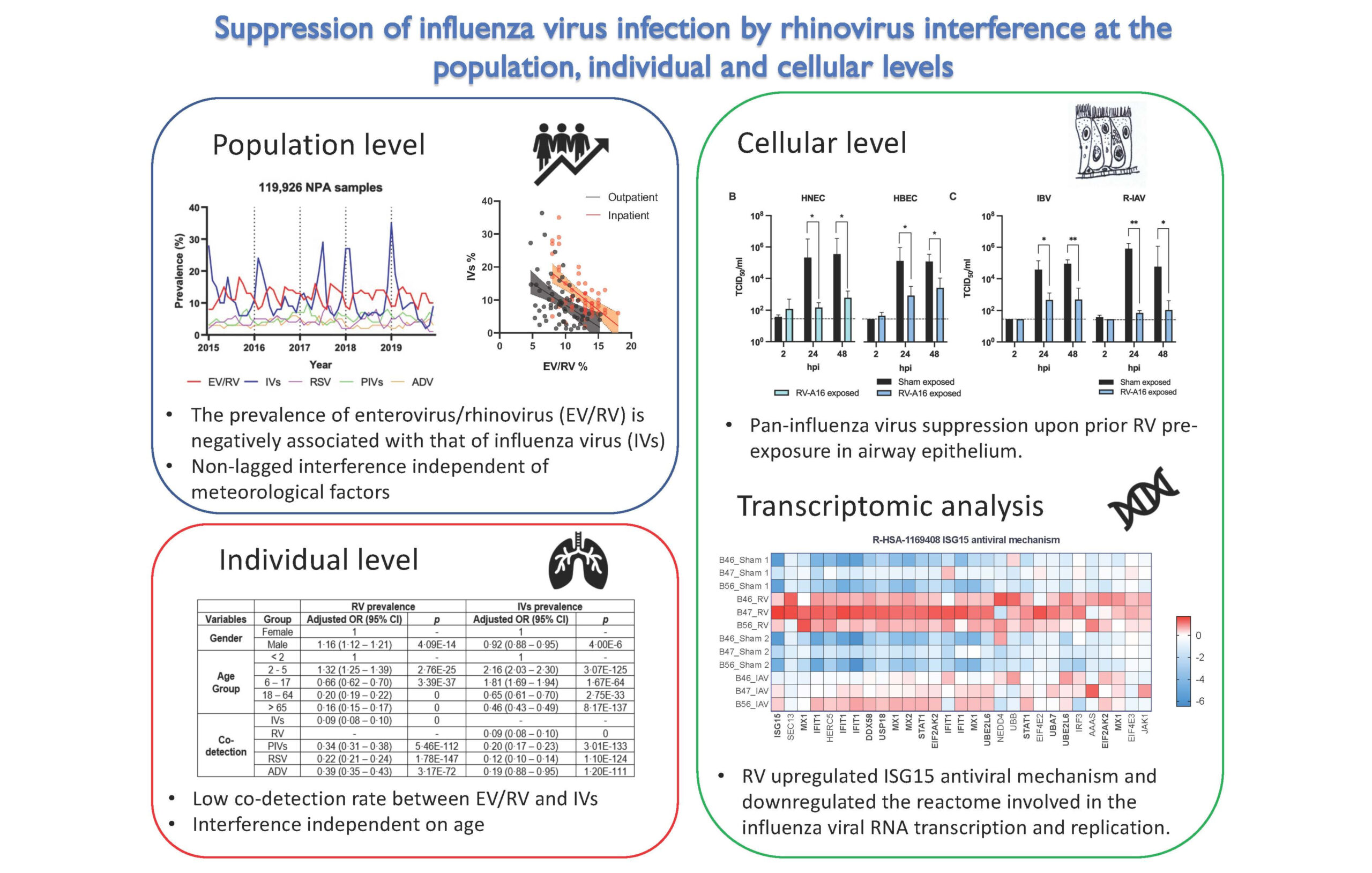Read more about the article Suppression of influenza virus infection by rhinovirus interference – at the population, individual and cellular levels