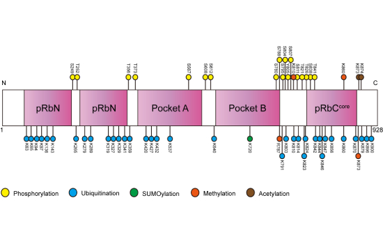 You are currently viewing Post-translational modifications on the retinoblastoma protein